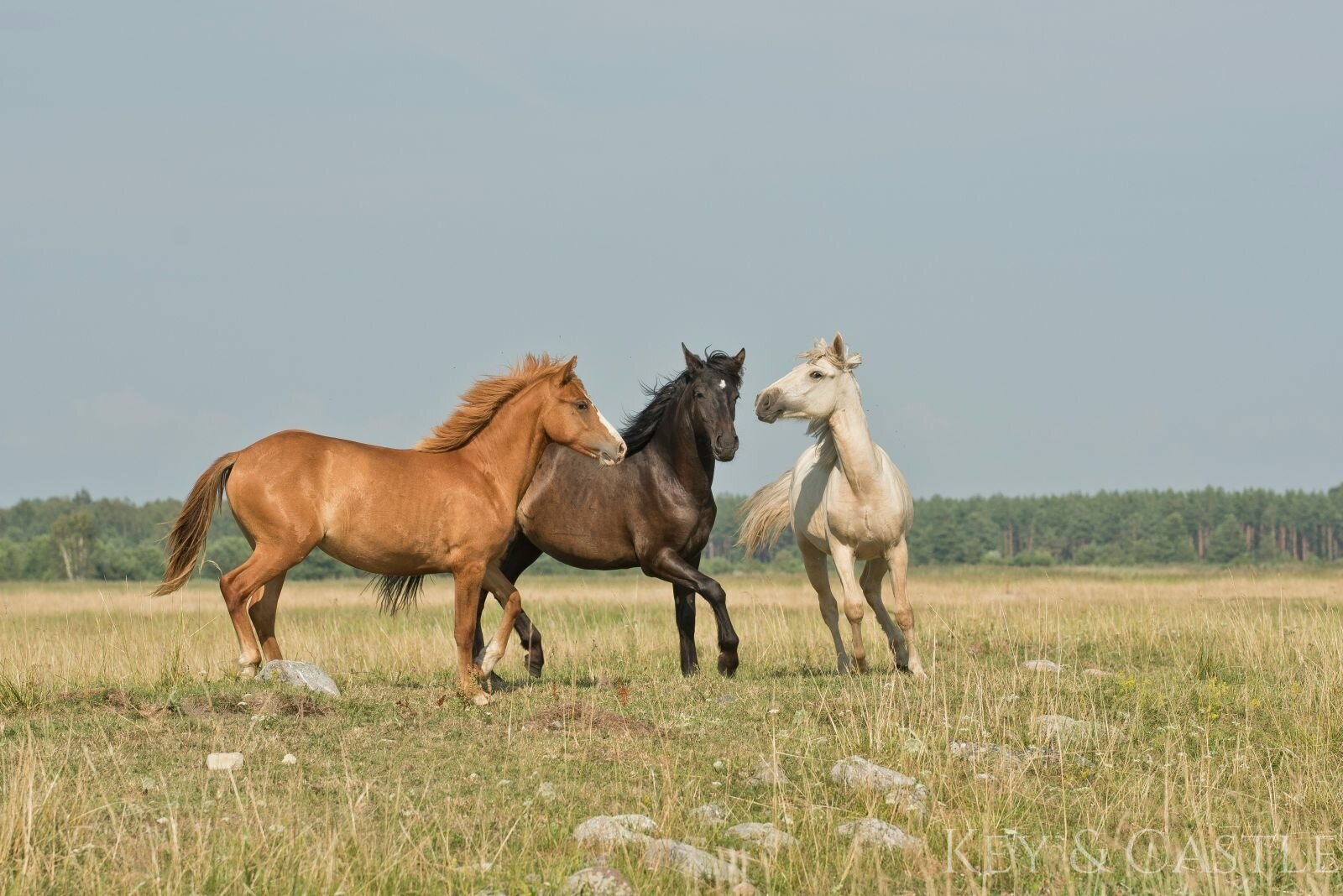 Reitanlage mit großzügigem Weideland und vielseitigen Trainingsmöglichkeiten Reitanlage mit großzügigem Weideland und vielseitigen Trainingsmöglichkeiten