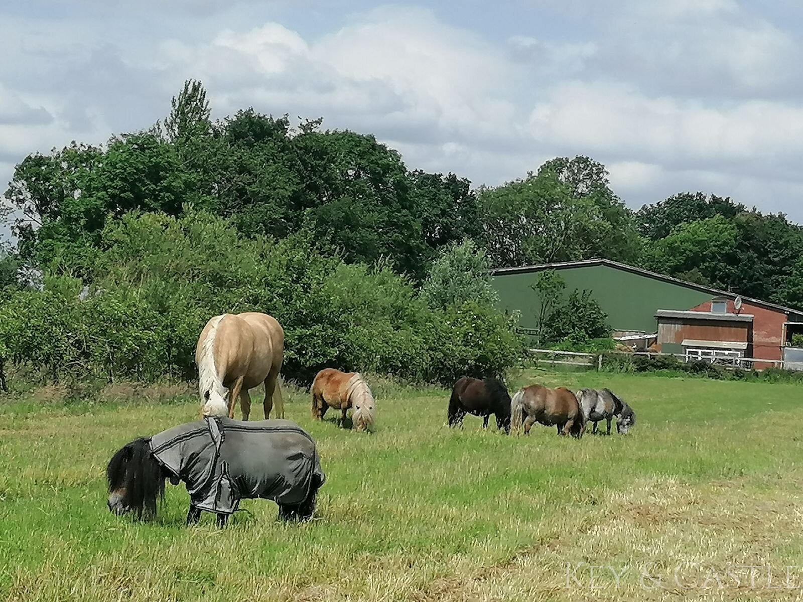 arrondiertes Weideland 