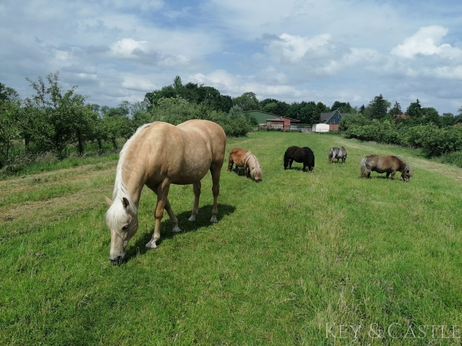 arrondiertes  eingezäuntes Weideland 