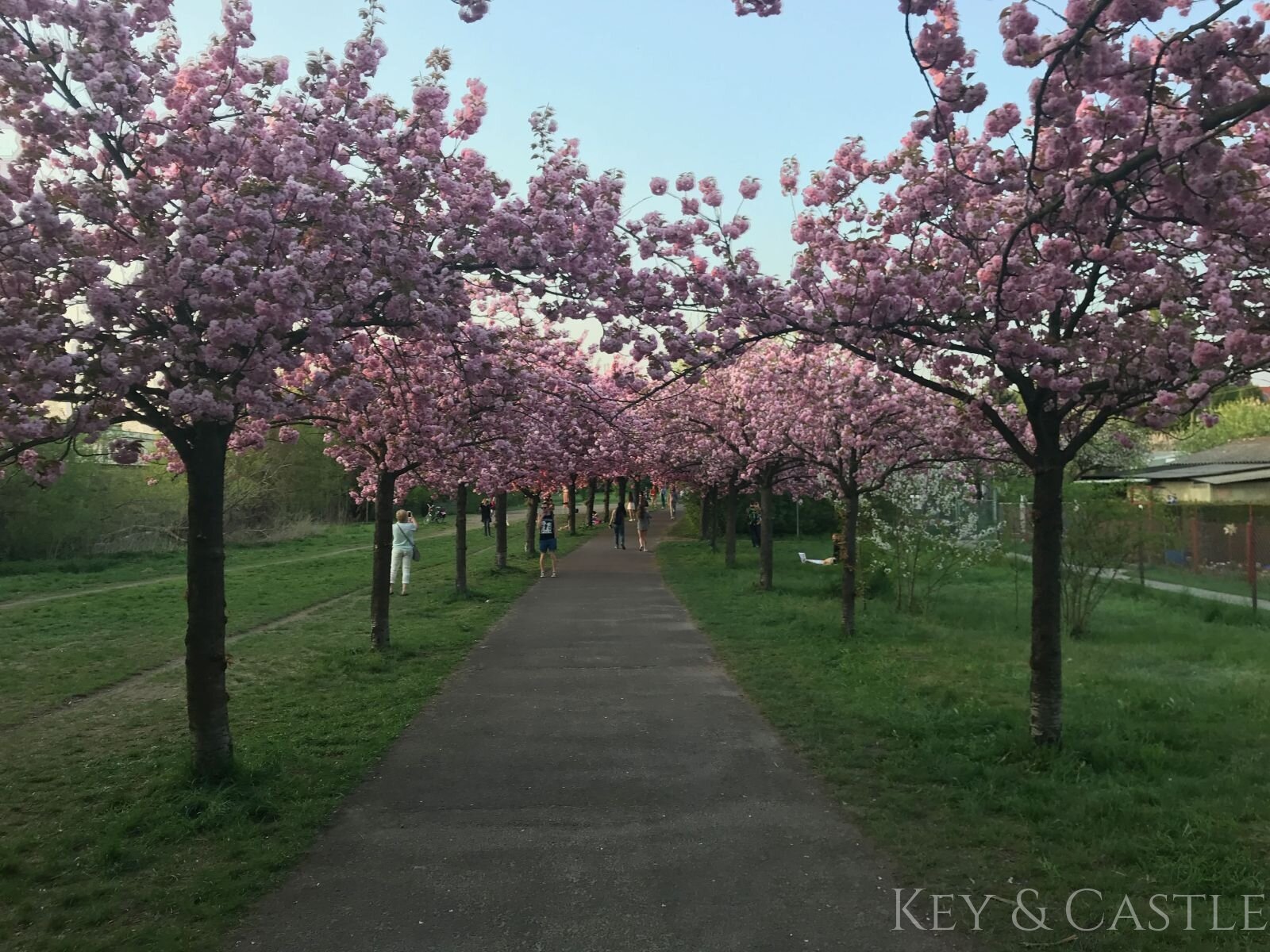 Cherry blossom path (distance: 450m) 