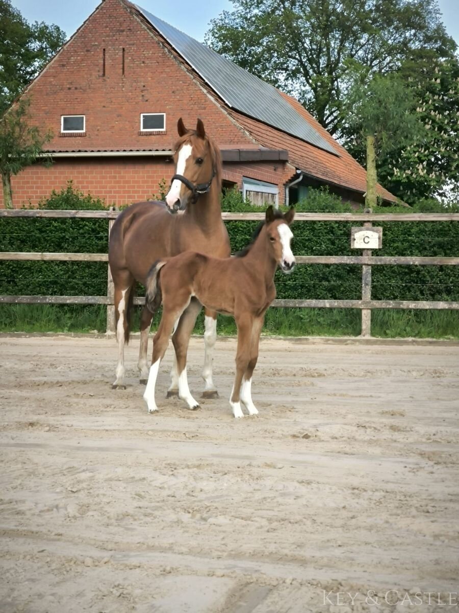 Vielseitige Reitanlage mit mehreren Wohneinheiten, arrondiertem Land und bester Lage für Reiter Vielseitige Reitanlage mit mehreren Wohneinheiten, arrondiertem Land und bester Lage für Reiter