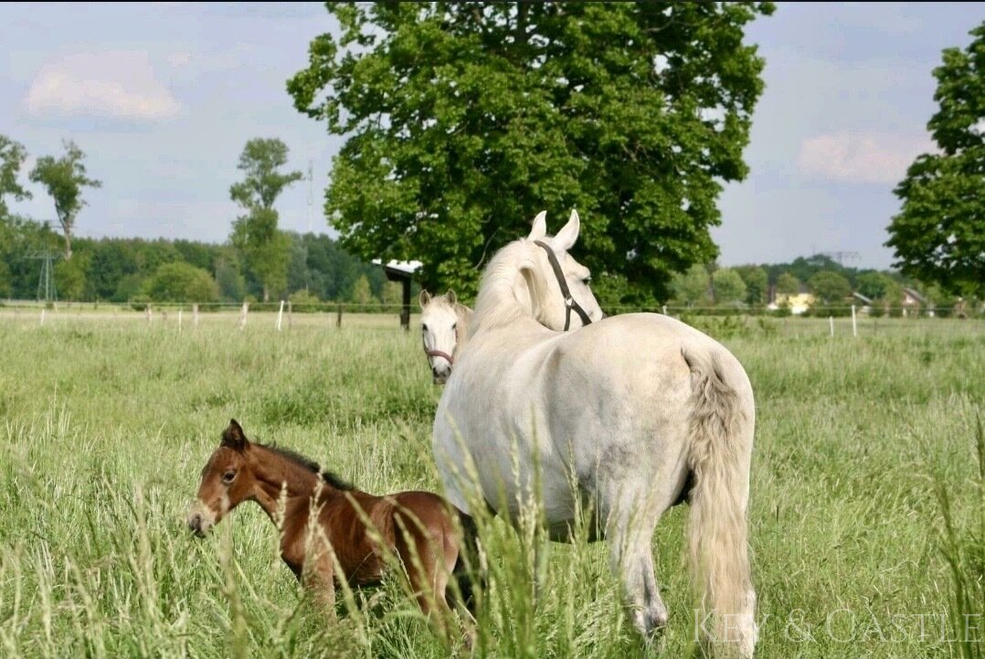 Vor den Toren Berlins – Reitanlage mit arrondiertem Weideland und mehreren Wohneinheiten! Vor den Toren Berlins – Reitanlage mit arrondiertem Weideland und mehreren Wohneinheiten!