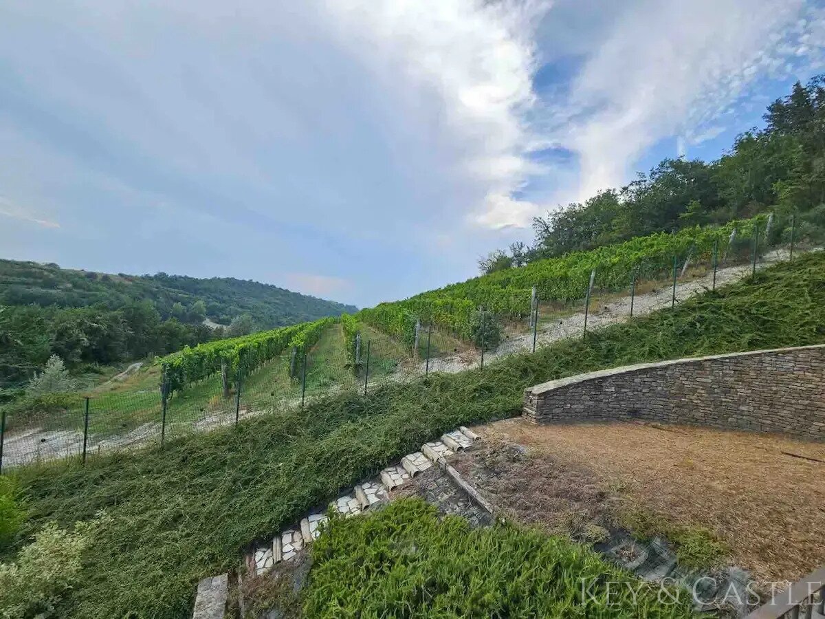 Blick auf die Weinplantagen